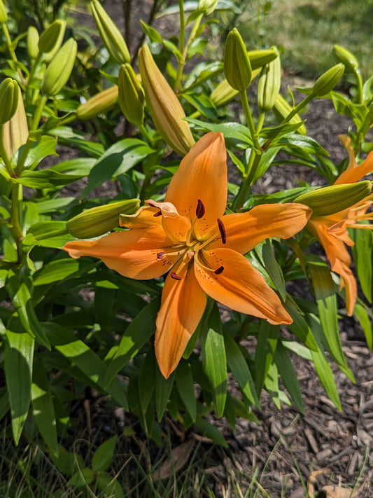 The Key to a Thriving Lily Garden